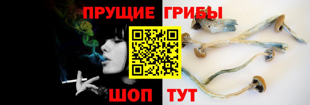 Псилоцибиновые грибы Psilocybine cubensis Щёкино